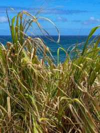 Kauai