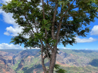 Kauai
