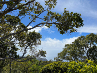 Kauai
