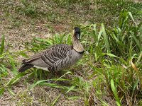 Kauai
