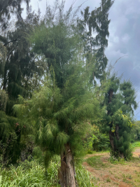 Kauai