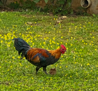 Kauai